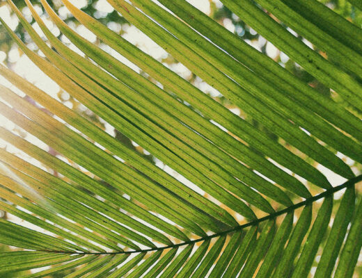 Palm Sunday; sunlight shining through a palm leaf with thin fronds